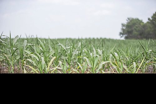 MIKAELA MACKENZIE / WINNIPEG FREE PRESS

Dry, stunted corn crops near Morden on Thursday, July 22, 2021. For Kevin Rollason story.
Winnipeg Free Press 2021.