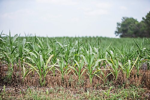 MIKAELA MACKENZIE / WINNIPEG FREE PRESS

Dry, stunted corn crops near Morden on Thursday, July 22, 2021. For Kevin Rollason story.
Winnipeg Free Press 2021.