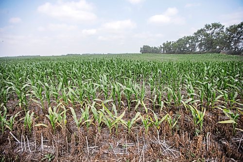 MIKAELA MACKENZIE / WINNIPEG FREE PRESS

Dry, stunted corn crops near Morden on Thursday, July 22, 2021. For Kevin Rollason story.
Winnipeg Free Press 2021.