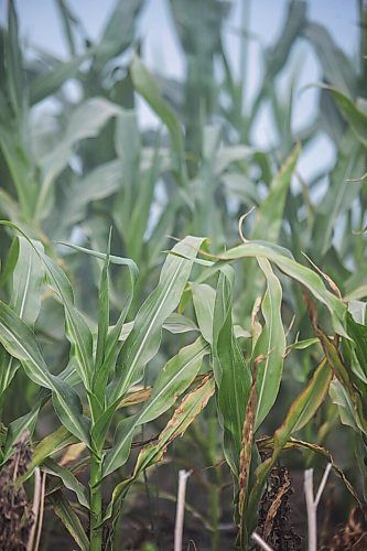 MIKAELA MACKENZIE / WINNIPEG FREE PRESS

Dry, stunted corn crops near Morden on Thursday, July 22, 2021. For Kevin Rollason story.
Winnipeg Free Press 2021.