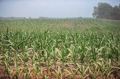 MIKAELA MACKENZIE / WINNIPEG FREE PRESS

Dry, stunted corn crops near Morden on Thursday, July 22, 2021. For Kevin Rollason story.
Winnipeg Free Press 2021.