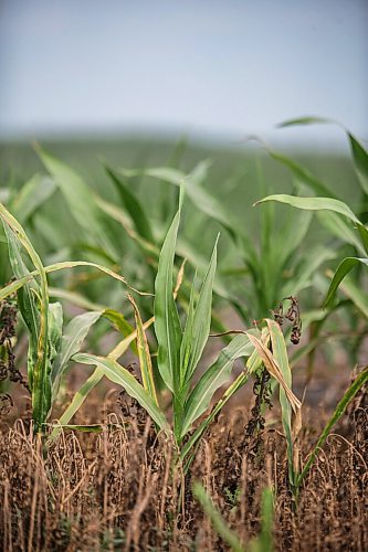 MIKAELA MACKENZIE / WINNIPEG FREE PRESS

Dry, stunted corn crops near Morden on Thursday, July 22, 2021. For Kevin Rollason story.
Winnipeg Free Press 2021.