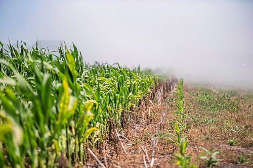 MIKAELA MACKENZIE / WINNIPEG FREE PRESS

Clouds of road dust blow over dry, stunted corn crops near Morden on Thursday, July 22, 2021. For Kevin Rollason story.
Winnipeg Free Press 2021.