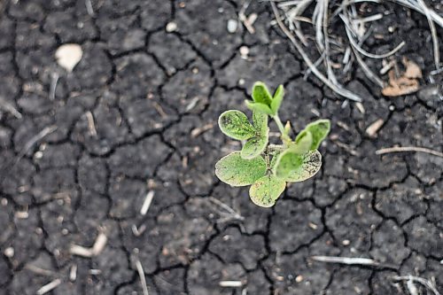 MIKAELA MACKENZIE / WINNIPEG FREE PRESS

Crops struggle north of Morden on Thursday, July 22, 2021. For Kevin Rollason story.
Winnipeg Free Press 2021.