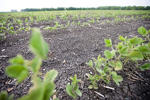 MIKAELA MACKENZIE / WINNIPEG FREE PRESS

Crops struggle north of Morden on Thursday, July 22, 2021. For Kevin Rollason story.
Winnipeg Free Press 2021.