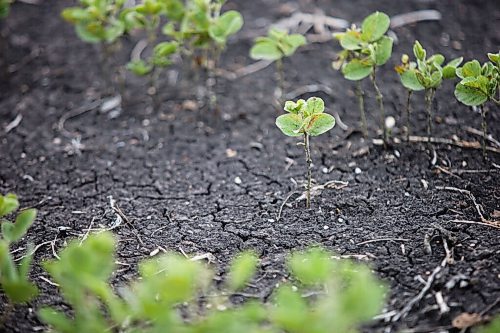 MIKAELA MACKENZIE / WINNIPEG FREE PRESS

Crops struggle north of Morden on Thursday, July 22, 2021. For Kevin Rollason story.
Winnipeg Free Press 2021.