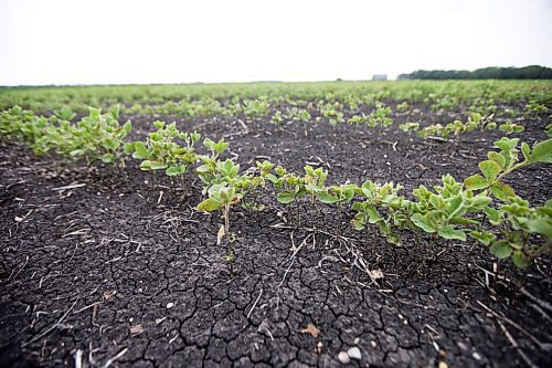 MIKAELA MACKENZIE / WINNIPEG FREE PRESS

Crops struggle north of Morden on Thursday, July 22, 2021. For Kevin Rollason story.
Winnipeg Free Press 2021.