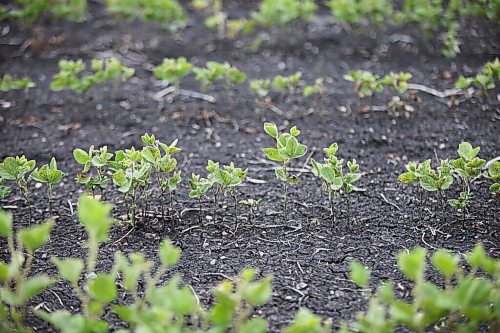 MIKAELA MACKENZIE / WINNIPEG FREE PRESS

Crops struggle north of Morden on Thursday, July 22, 2021. For Kevin Rollason story.
Winnipeg Free Press 2021.