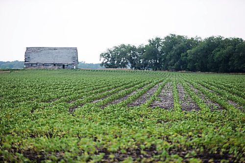 MIKAELA MACKENZIE / WINNIPEG FREE PRESS

Crops struggle north of Morden on Thursday, July 22, 2021. For Kevin Rollason story.
Winnipeg Free Press 2021.