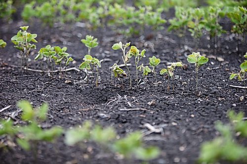 MIKAELA MACKENZIE / WINNIPEG FREE PRESS

Crops struggle north of Morden on Thursday, July 22, 2021. For Kevin Rollason story.
Winnipeg Free Press 2021.