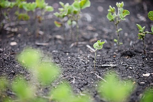 MIKAELA MACKENZIE / WINNIPEG FREE PRESS

Crops struggle north of Morden on Thursday, July 22, 2021. For Kevin Rollason story.
Winnipeg Free Press 2021.