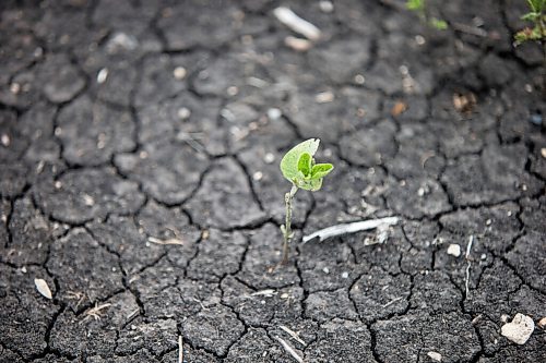 MIKAELA MACKENZIE / WINNIPEG FREE PRESS

Crops struggle north of Morden on Thursday, July 22, 2021. For Kevin Rollason story.
Winnipeg Free Press 2021.