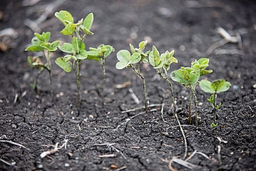 MIKAELA MACKENZIE / WINNIPEG FREE PRESS

Crops struggle north of Morden on Thursday, July 22, 2021. For Kevin Rollason story.
Winnipeg Free Press 2021.