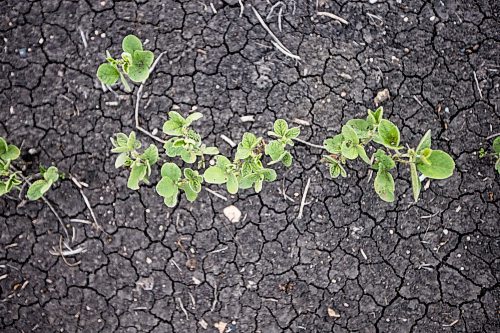 MIKAELA MACKENZIE / WINNIPEG FREE PRESS

Crops struggle north of Morden on Thursday, July 22, 2021. For Kevin Rollason story.
Winnipeg Free Press 2021.