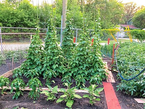 Canstar Community News Although gardening and growing your own food or flowers can be satisfying, sharing a garden with the local wildlife can be a challenge. 
