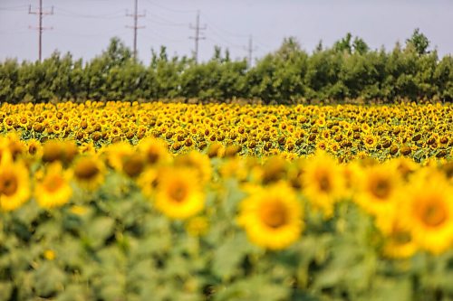 MIKAELA MACKENZIE / WINNIPEG FREE PRESS

Sunflower fields at the longitudinal centre of Canada highway pullout on Tuesday, July 27, 2021.  Standup.
Winnipeg Free Press 2021.