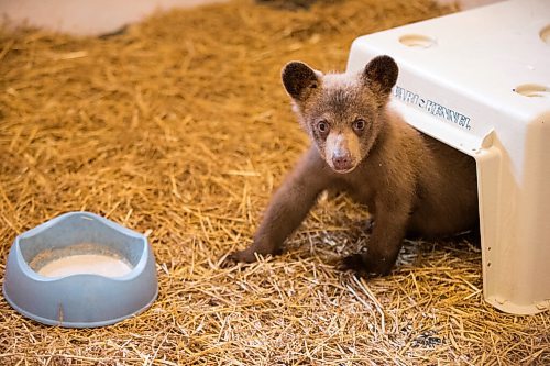 MIKAELA MACKENZIE / WINNIPEG FREE PRESS

A blonde cub in the barn comes out to drink some milk with ground kibble mixed at Black Bear Rescue Manitoba near Stonewall on Wednesday, July 7, 2021. For Eva Wasney story.
Winnipeg Free Press 2021.