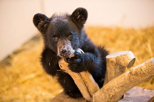 MIKAELA MACKENZIE / WINNIPEG FREE PRESS

A cub in the barn at Black Bear Rescue Manitoba near Stonewall on Wednesday, July 7, 2021. For Eva Wasney story.
Winnipeg Free Press 2021.