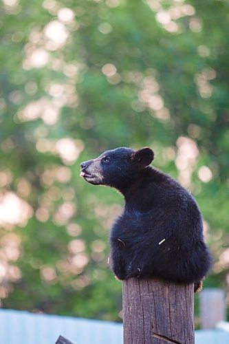 MIKAELA MACKENZIE / WINNIPEG FREE PRESS

Cubs at Black Bear Rescue Manitoba near Stonewall on Wednesday, July 7, 2021. For Eva Wasney story.
Winnipeg Free Press 2021.