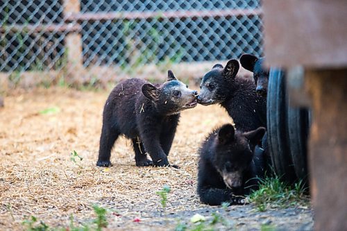 MIKAELA MACKENZIE / WINNIPEG FREE PRESS

Cubs play at Black Bear Rescue Manitoba near Stonewall on Wednesday, July 7, 2021. For Eva Wasney story.
Winnipeg Free Press 2021.