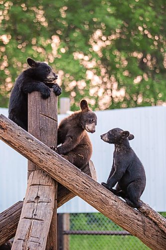 MIKAELA MACKENZIE / WINNIPEG FREE PRESS

Cubs at Black Bear Rescue Manitoba near Stonewall on Wednesday, July 7, 2021. For Eva Wasney story.
Winnipeg Free Press 2021.