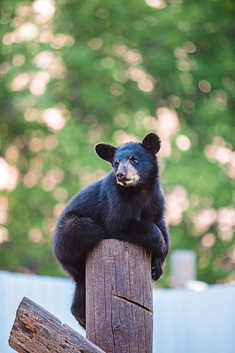 MIKAELA MACKENZIE / WINNIPEG FREE PRESS

Cubs at Black Bear Rescue Manitoba near Stonewall on Wednesday, July 7, 2021. For Eva Wasney story.
Winnipeg Free Press 2021.