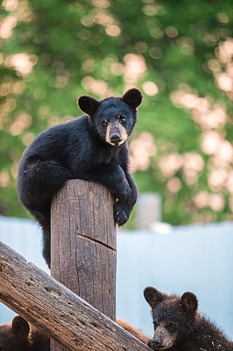 MIKAELA MACKENZIE / WINNIPEG FREE PRESS

Cubs at Black Bear Rescue Manitoba near Stonewall on Wednesday, July 7, 2021. For Eva Wasney story.
Winnipeg Free Press 2021.