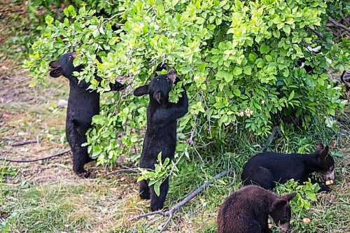 MIKAELA MACKENZIE / WINNIPEG FREE PRESS

Cubs check the branches for berries and eat produce at Black Bear Rescue Manitoba near Stonewall on Wednesday, July 7, 2021. For Eva Wasney story.
Winnipeg Free Press 2021.