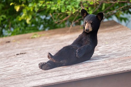 MIKAELA MACKENZIE / WINNIPEG FREE PRESS

A cub at Black Bear Rescue Manitoba near Stonewall on Wednesday, July 7, 2021. For Eva Wasney story.
Winnipeg Free Press 2021.