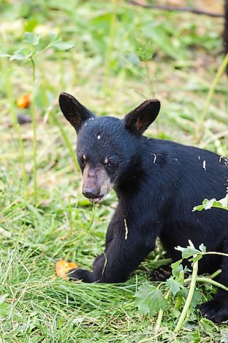 MIKAELA MACKENZIE / WINNIPEG FREE PRESS

A cub (Vinny?) eats some produce at Black Bear Rescue Manitoba near Stonewall on Wednesday, July 7, 2021. For Eva Wasney story.
Winnipeg Free Press 2021.