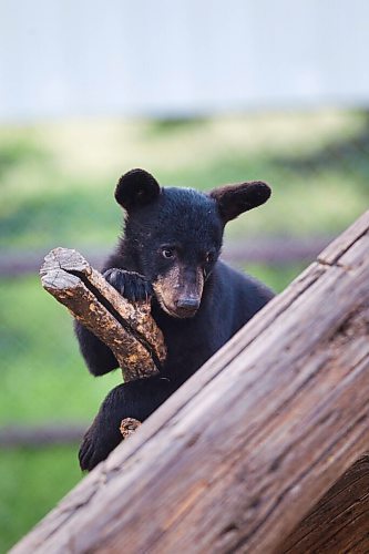 MIKAELA MACKENZIE / WINNIPEG FREE PRESS

A cub at Black Bear Rescue Manitoba near Stonewall on Wednesday, July 7, 2021. For Eva Wasney story.
Winnipeg Free Press 2021.