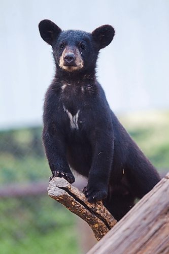 MIKAELA MACKENZIE / WINNIPEG FREE PRESS

A cub at Black Bear Rescue Manitoba near Stonewall on Wednesday, July 7, 2021. For Eva Wasney story.
Winnipeg Free Press 2021.