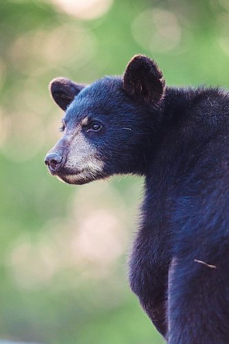 MIKAELA MACKENZIE / WINNIPEG FREE PRESS

A cub at Black Bear Rescue Manitoba near Stonewall on Wednesday, July 7, 2021. For Eva Wasney story.
Winnipeg Free Press 2021.