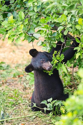 MIKAELA MACKENZIE / WINNIPEG FREE PRESS

A cub (Vinny?) checks some branches for berries at Black Bear Rescue Manitoba near Stonewall on Wednesday, July 7, 2021. For Eva Wasney story.
Winnipeg Free Press 2021.