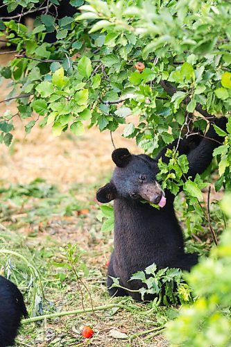 MIKAELA MACKENZIE / WINNIPEG FREE PRESS

A cub (Vinny?) checks some branches for berries at Black Bear Rescue Manitoba near Stonewall on Wednesday, July 7, 2021. For Eva Wasney story.
Winnipeg Free Press 2021.