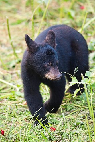 MIKAELA MACKENZIE / WINNIPEG FREE PRESS

A cub (Vinny?) wanders over to eat some produce at Black Bear Rescue Manitoba near Stonewall on Wednesday, July 7, 2021. For Eva Wasney story.
Winnipeg Free Press 2021.