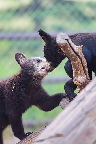 MIKAELA MACKENZIE / WINNIPEG FREE PRESS

Cubs at Black Bear Rescue Manitoba near Stonewall on Wednesday, July 7, 2021. For Eva Wasney story.
Winnipeg Free Press 2021.