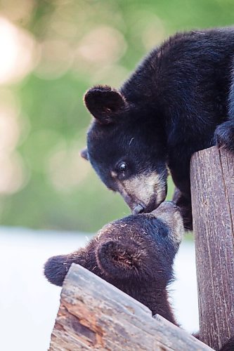 MIKAELA MACKENZIE / WINNIPEG FREE PRESS

Cubs at Black Bear Rescue Manitoba near Stonewall on Wednesday, July 7, 2021. For Eva Wasney story.
Winnipeg Free Press 2021.