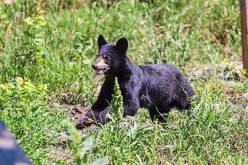 MIKAELA MACKENZIE / WINNIPEG FREE PRESS

A cub explores the east enclosure at Black Bear Rescue Manitoba near Stonewall on Sunday, July 25, 2021. For Eva story.
Winnipeg Free Press 2021.