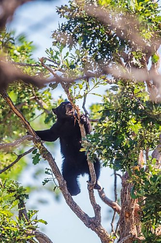 MIKAELA MACKENZIE / WINNIPEG FREE PRESS

A cub (Vinny?) explores the east enclosure at Black Bear Rescue Manitoba near Stonewall on Sunday, July 25, 2021. For Eva story.
Winnipeg Free Press 2021.