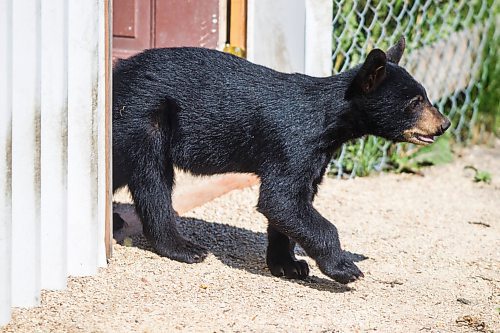 MIKAELA MACKENZIE / WINNIPEG FREE PRESS

Vinny enters the east enclosure first of all the cubs at Black Bear Rescue Manitoba near Stonewall on Sunday, July 25, 2021. For Eva story.
Winnipeg Free Press 2021.