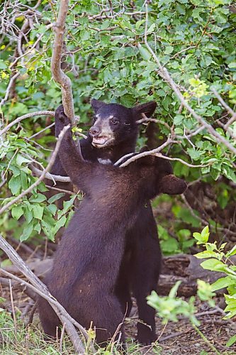 MIKAELA MACKENZIE / WINNIPEG FREE PRESS

Cubs play at Black Bear Rescue Manitoba near Stonewall on Sunday, July 25, 2021. For Eva story.
Winnipeg Free Press 2021.