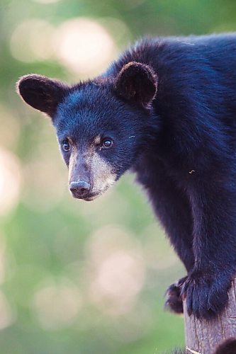 MIKAELA MACKENZIE / WINNIPEG FREE PRESS

A cub at Black Bear Rescue Manitoba near Stonewall on Wednesday, July 7, 2021. For Eva Wasney story.
Winnipeg Free Press 2021.