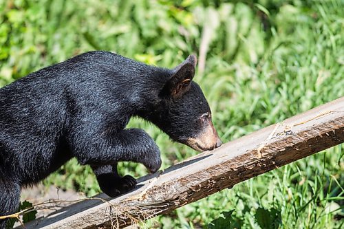 MIKAELA MACKENZIE / WINNIPEG FREE PRESS

Vinny enters the east enclosure first of all the cubs and explores at Black Bear Rescue Manitoba near Stonewall on Sunday, July 25, 2021. For Eva story.
Winnipeg Free Press 2021.