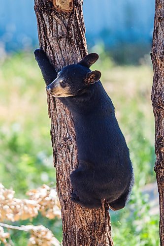 MIKAELA MACKENZIE / WINNIPEG FREE PRESS

A cub explores the east enclosure at Black Bear Rescue Manitoba near Stonewall on Sunday, July 25, 2021. For Eva story.
Winnipeg Free Press 2021.