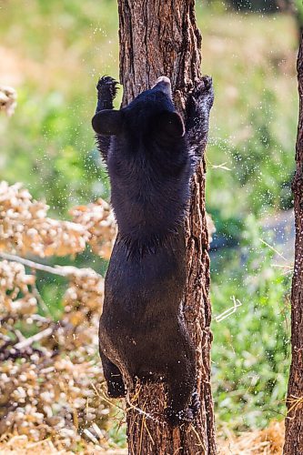 MIKAELA MACKENZIE / WINNIPEG FREE PRESS

A cub (Vinny?) explores the east enclosure at Black Bear Rescue Manitoba near Stonewall on Sunday, July 25, 2021. For Eva story.
Winnipeg Free Press 2021.