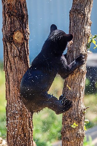 MIKAELA MACKENZIE / WINNIPEG FREE PRESS

A cub (Vinny?) explores the east enclosure at Black Bear Rescue Manitoba near Stonewall on Sunday, July 25, 2021. For Eva story.
Winnipeg Free Press 2021.