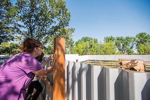 MIKAELA MACKENZIE / WINNIPEG FREE PRESS

Judy Stearns watches as bear cubs enter and explore the east enclosure at Black Bear Rescue Manitoba near Stonewall on Sunday, July 25, 2021. For Eva story.
Winnipeg Free Press 2021.