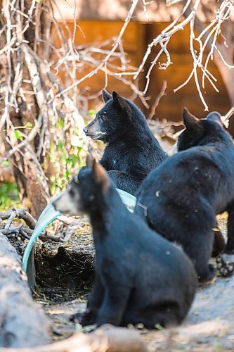 MIKAELA MACKENZIE / WINNIPEG FREE PRESS

Bear cubs at Black Bear Rescue Manitoba near Stonewall on Sunday, July 25, 2021. For Eva story.
Winnipeg Free Press 2021.