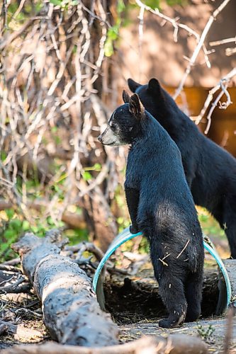 MIKAELA MACKENZIE / WINNIPEG FREE PRESS

Bear cubs at Black Bear Rescue Manitoba near Stonewall on Sunday, July 25, 2021. For Eva story.
Winnipeg Free Press 2021.